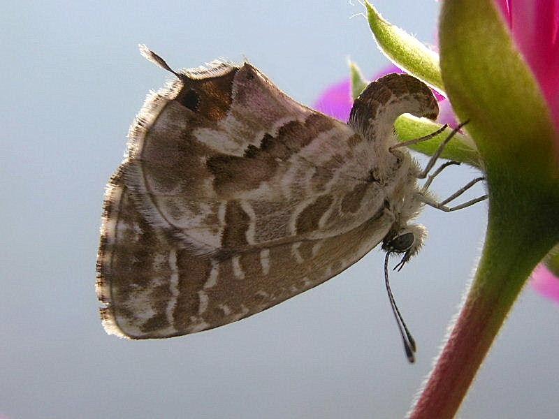 determinazione - Cacyreus marshalli